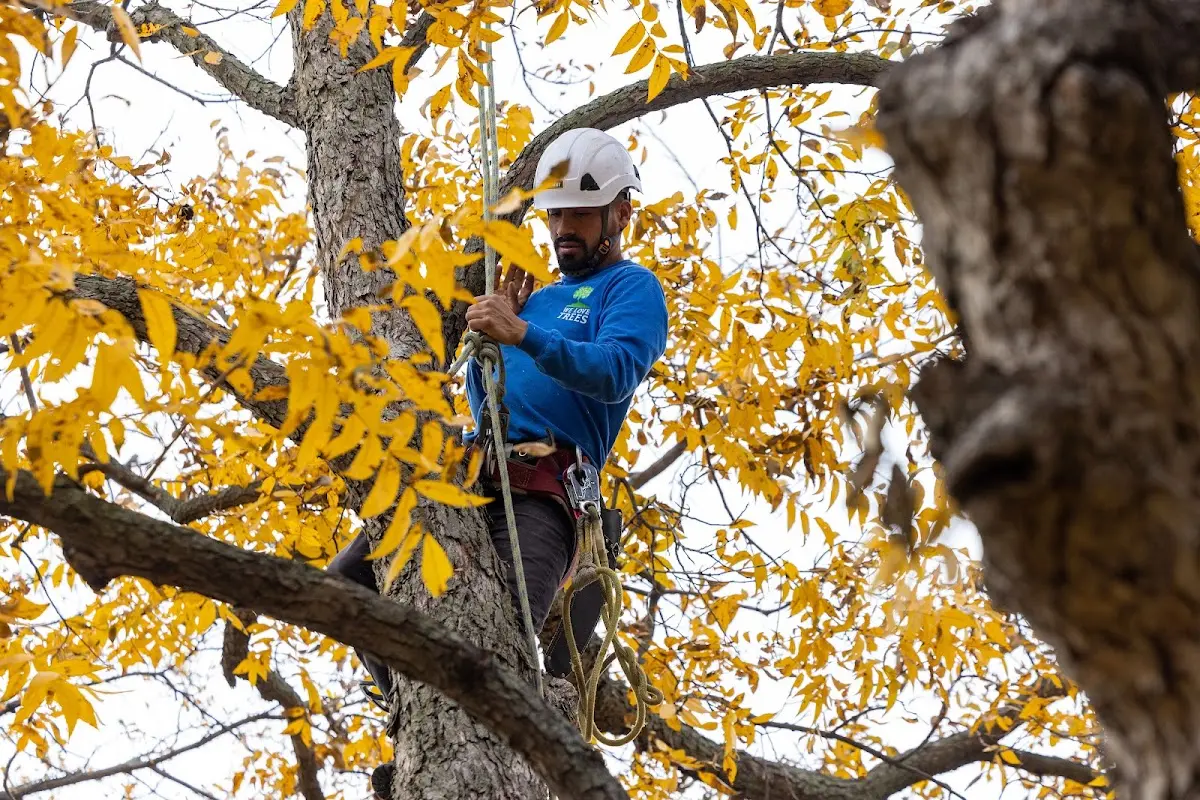 Skilled Tree Trimming crew working in White Plains